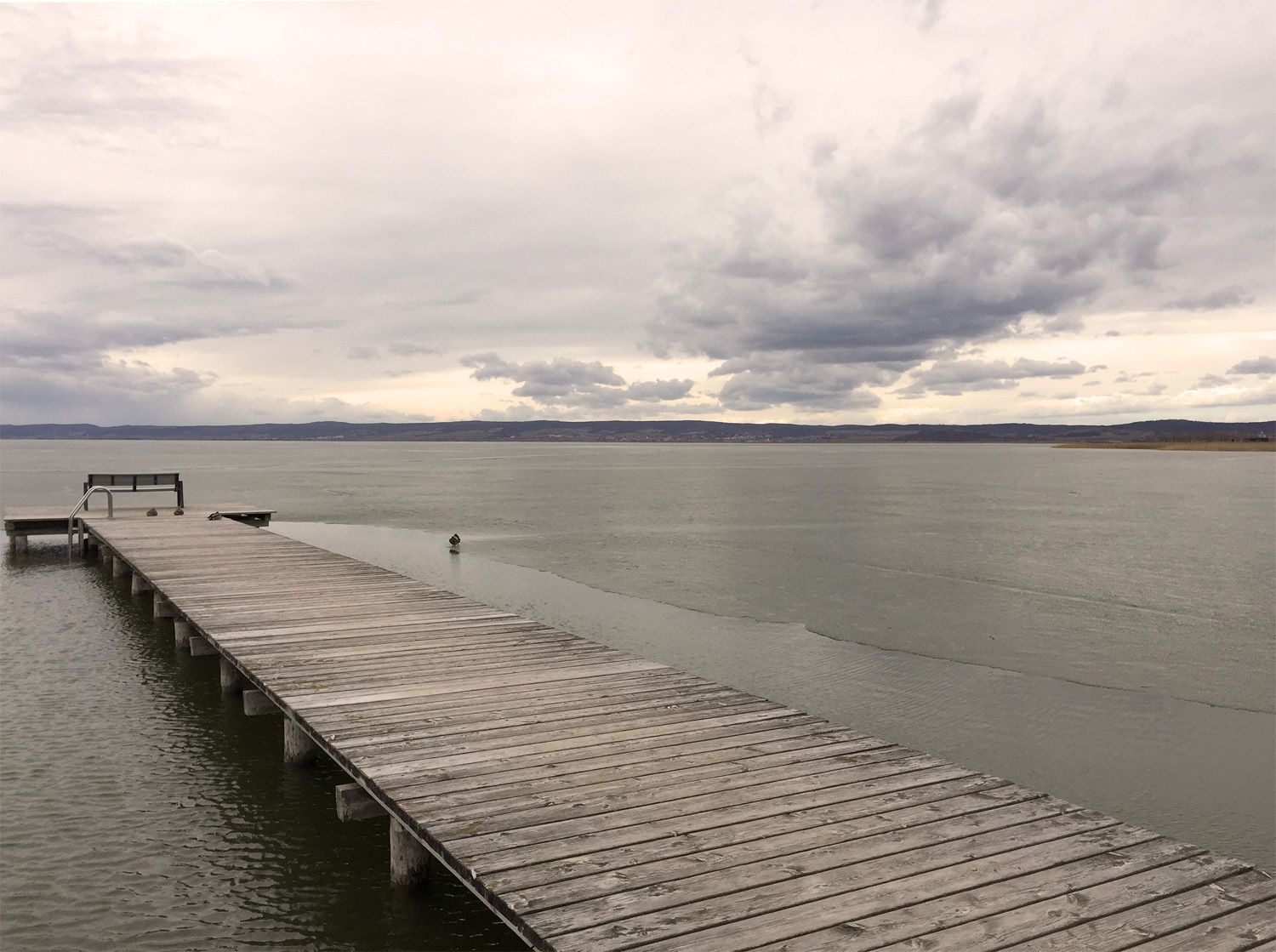 Lake Neusiedl, big grey clouds and a duck